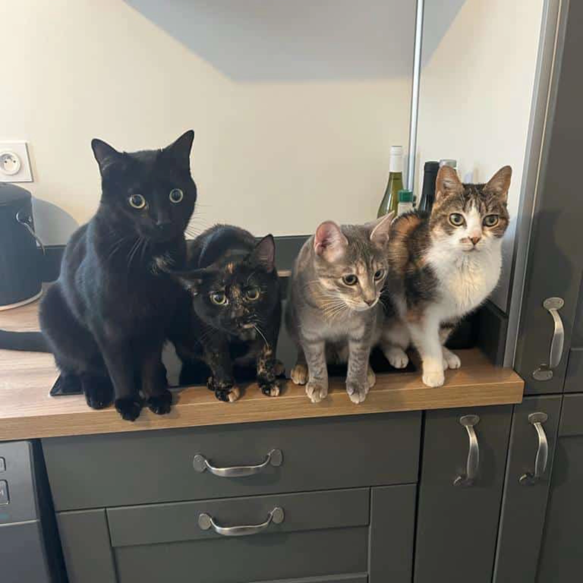 misstic-banksy-maiden-eva-1